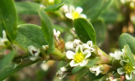 Troscot remediu natural tuse bronșită – Planta care alungă tusea și susține sănătatea respiratorie